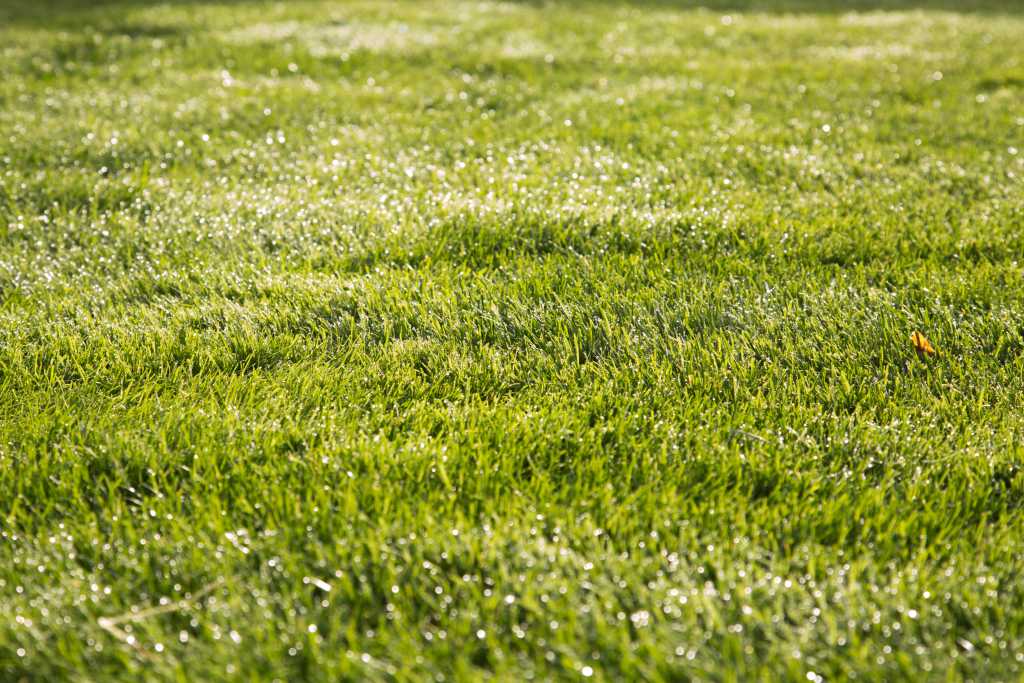 lawn-green-turf