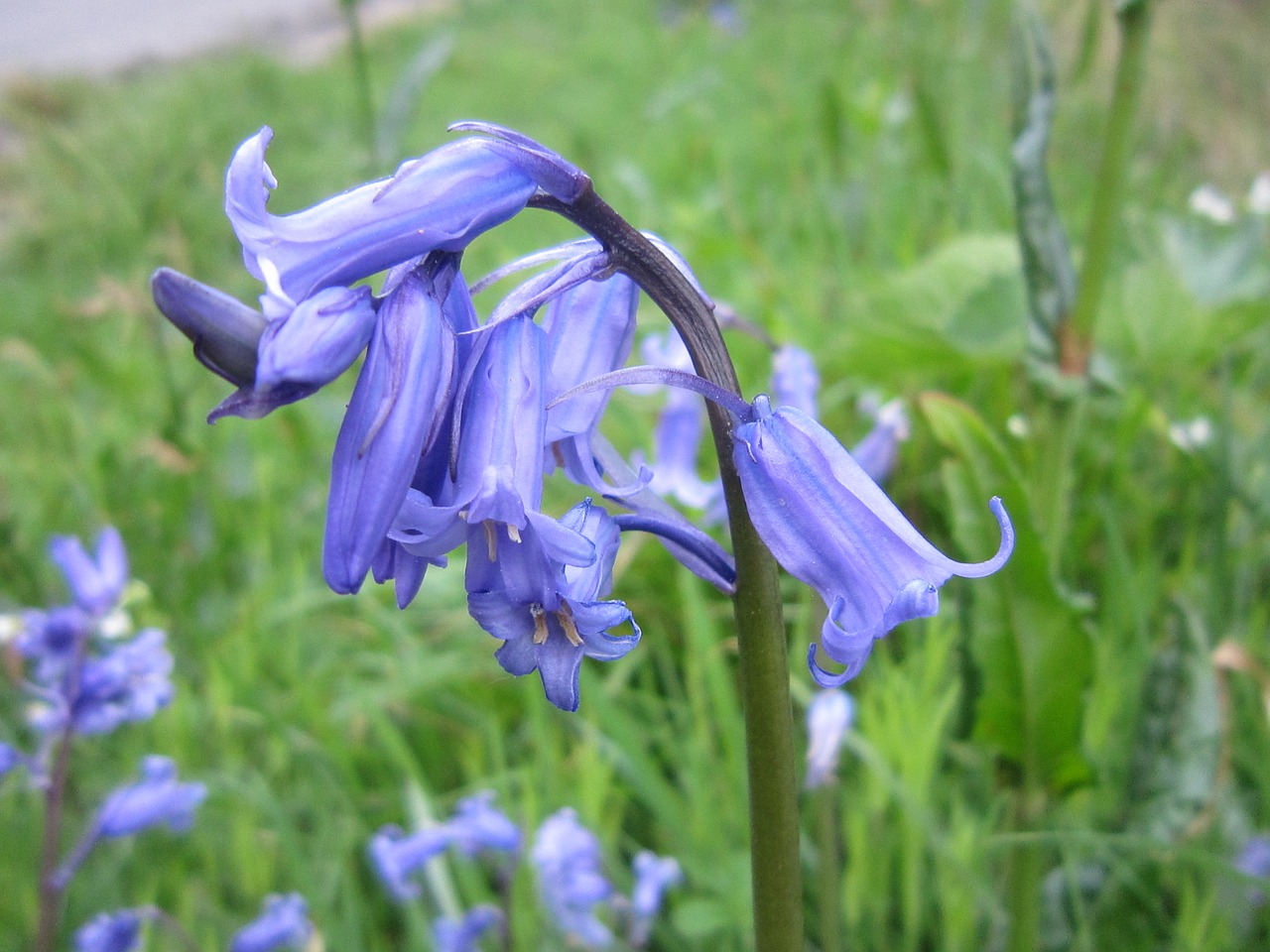 bluebell-spring-bloom