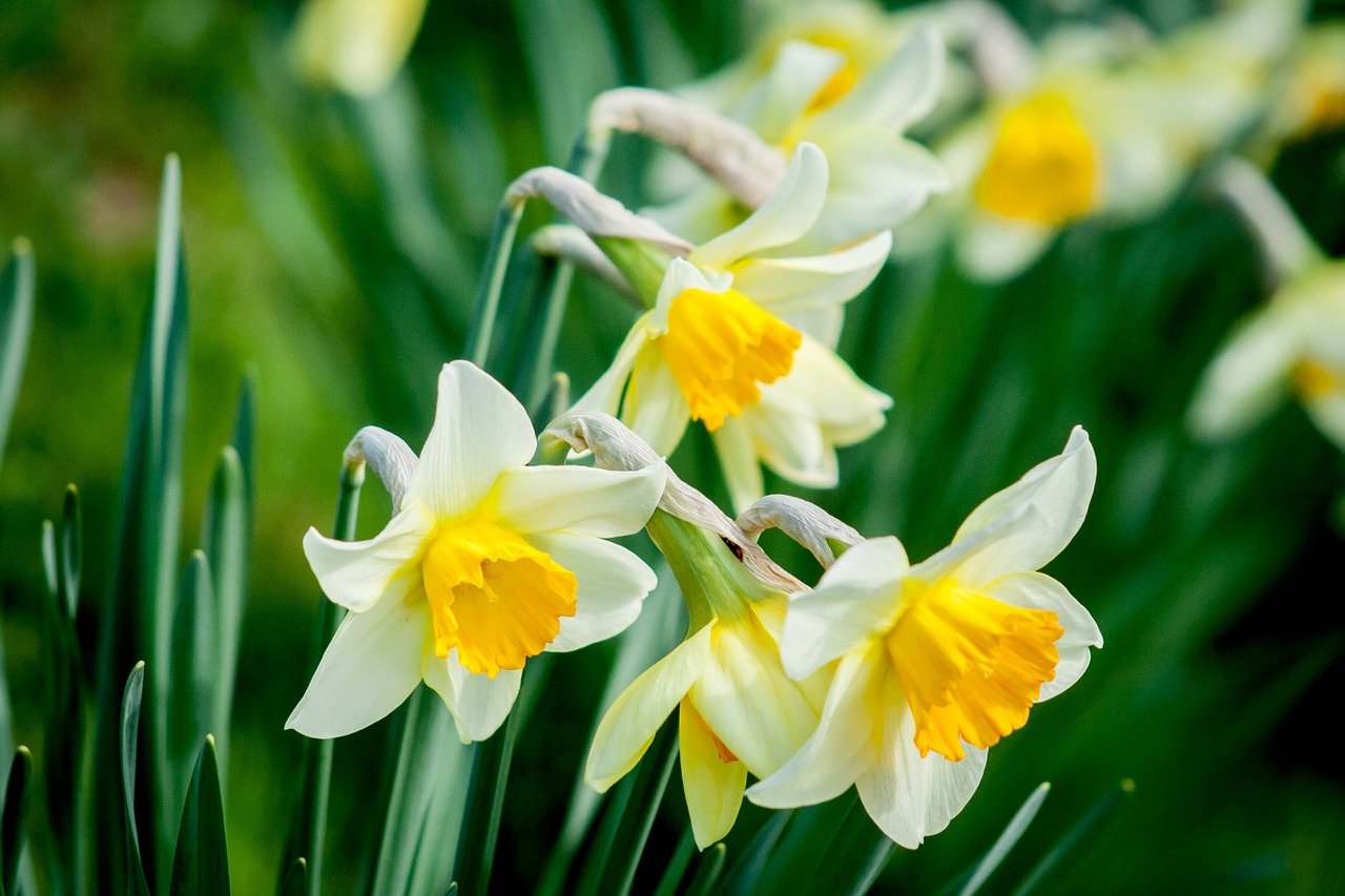 daffodil-spring-bloom