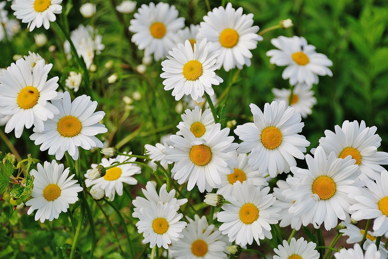 daisy-summer-bloom