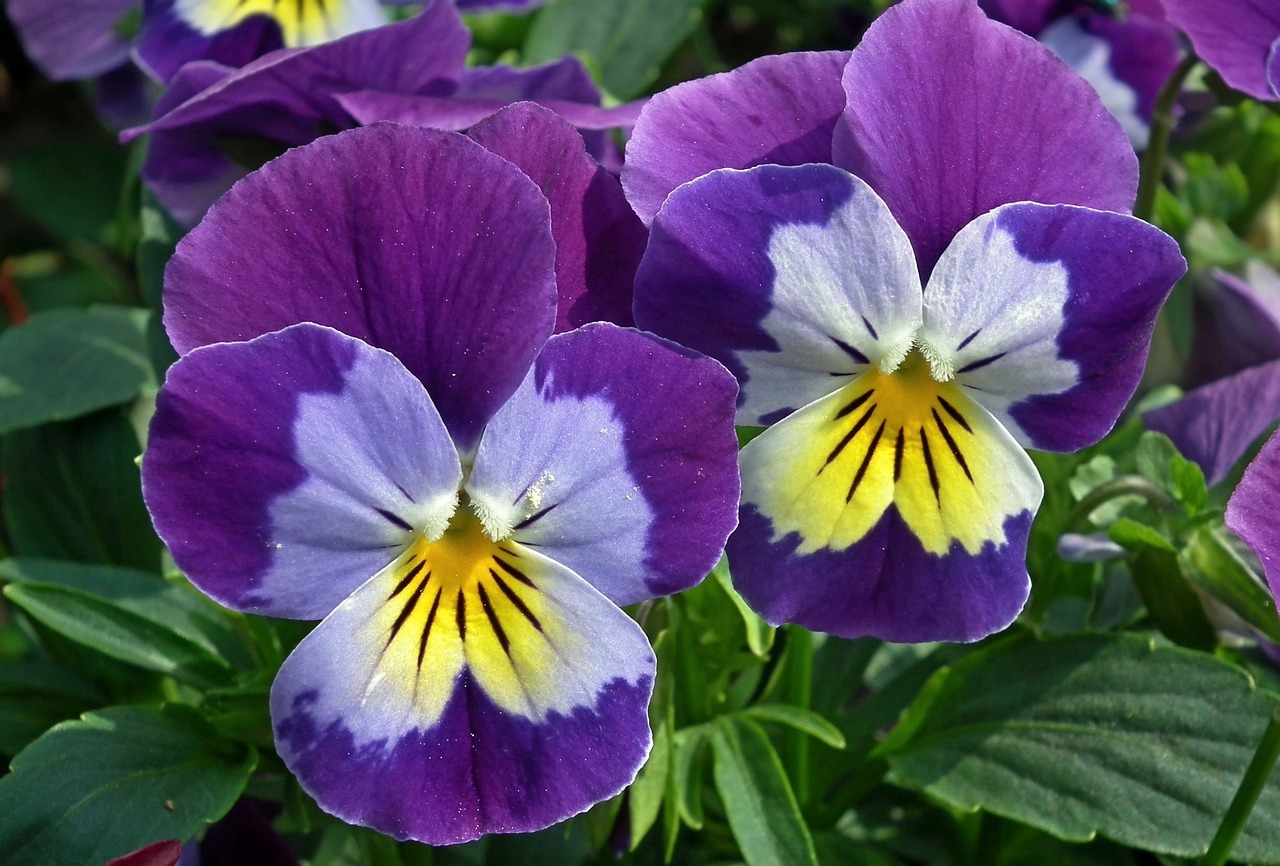 pansy-summer-bloom