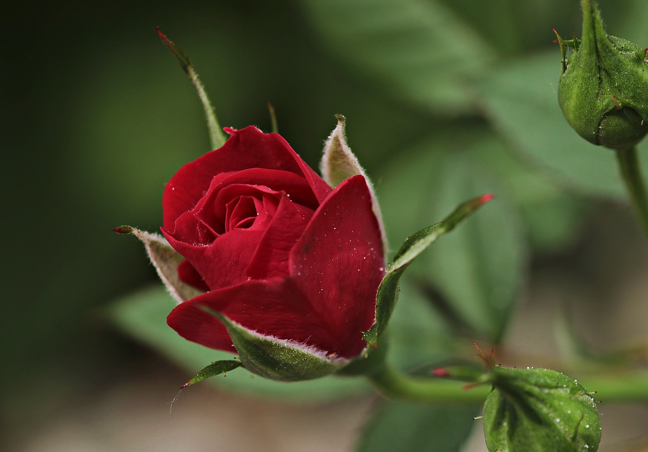 rose-summer-bloom