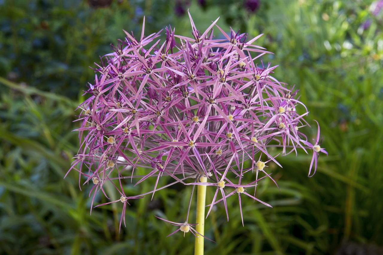 Allium-Cristophii-summer-bloom
