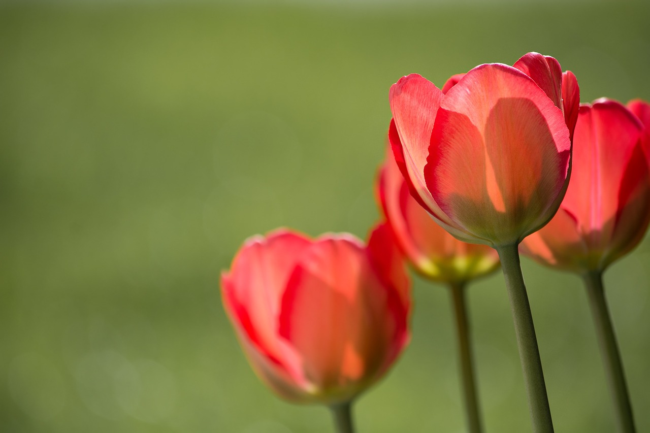 tulips-spring-bloom