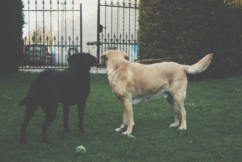 dogs-garden-fence