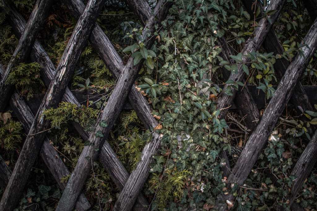 ivy-trellis-fence