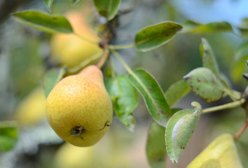 pear-tree-garden