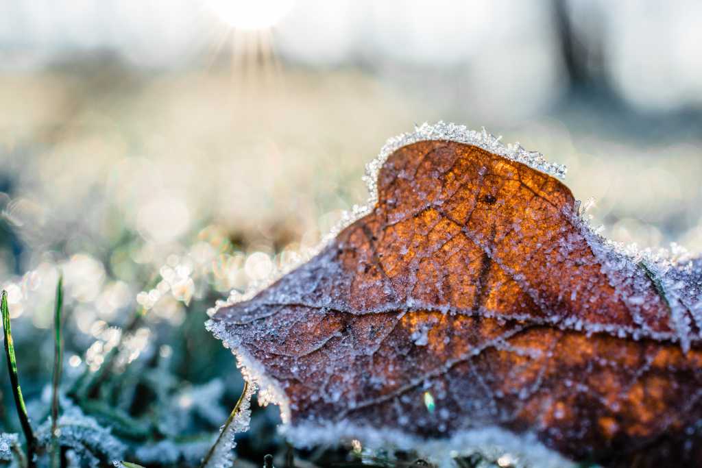 frost covered leaves